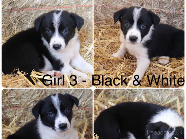 Outstanding Border Collie Puppies For Sale in Tamworth, Staffordshire - Image 3