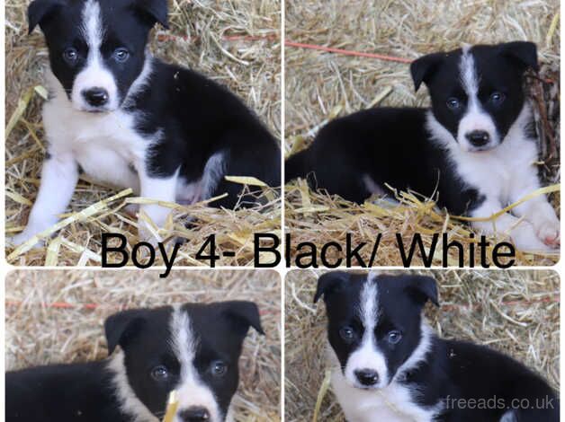 Outstanding Border Collie Puppies For Sale in Tamworth, Staffordshire - Image 4