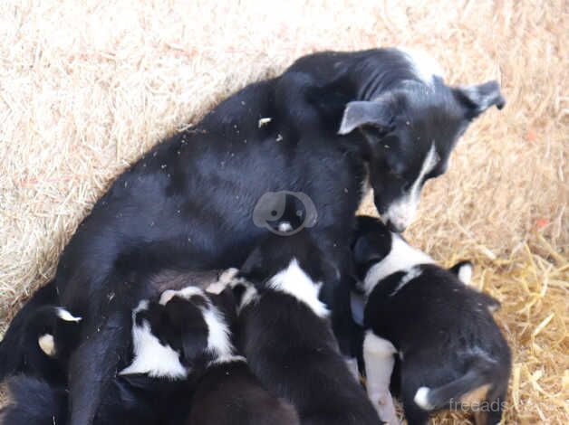 Outstanding Border Collie Puppies For Sale in Tamworth, Staffordshire - Image 5