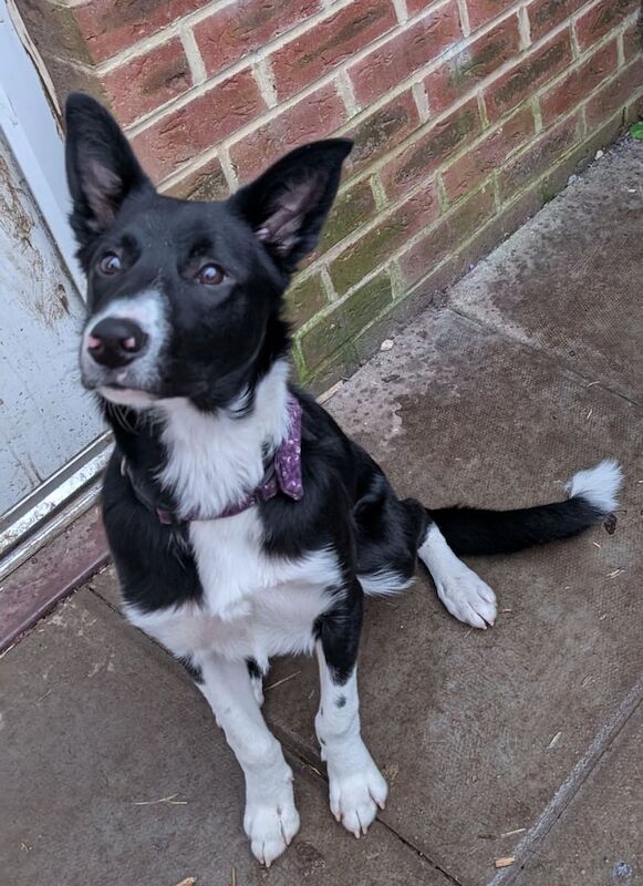 Pedigree border Collie for sale in Caerphilly