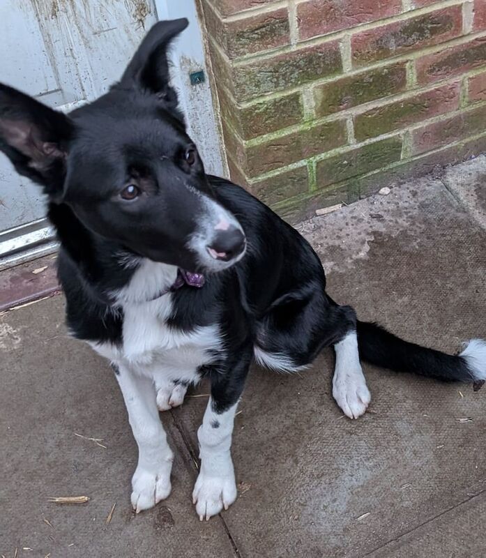 Pedigree border Collie for sale in Caerphilly - Image 2