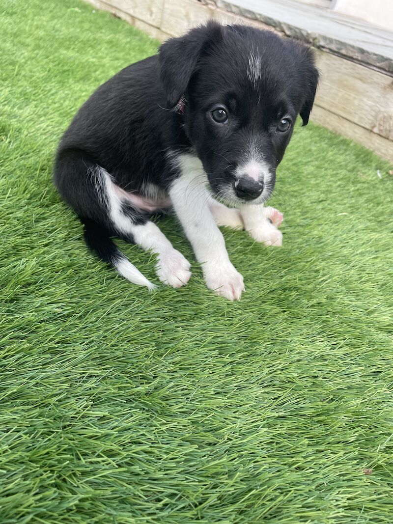 Pedigree border collies for sale in Leigh, Greater Manchester - Image 2