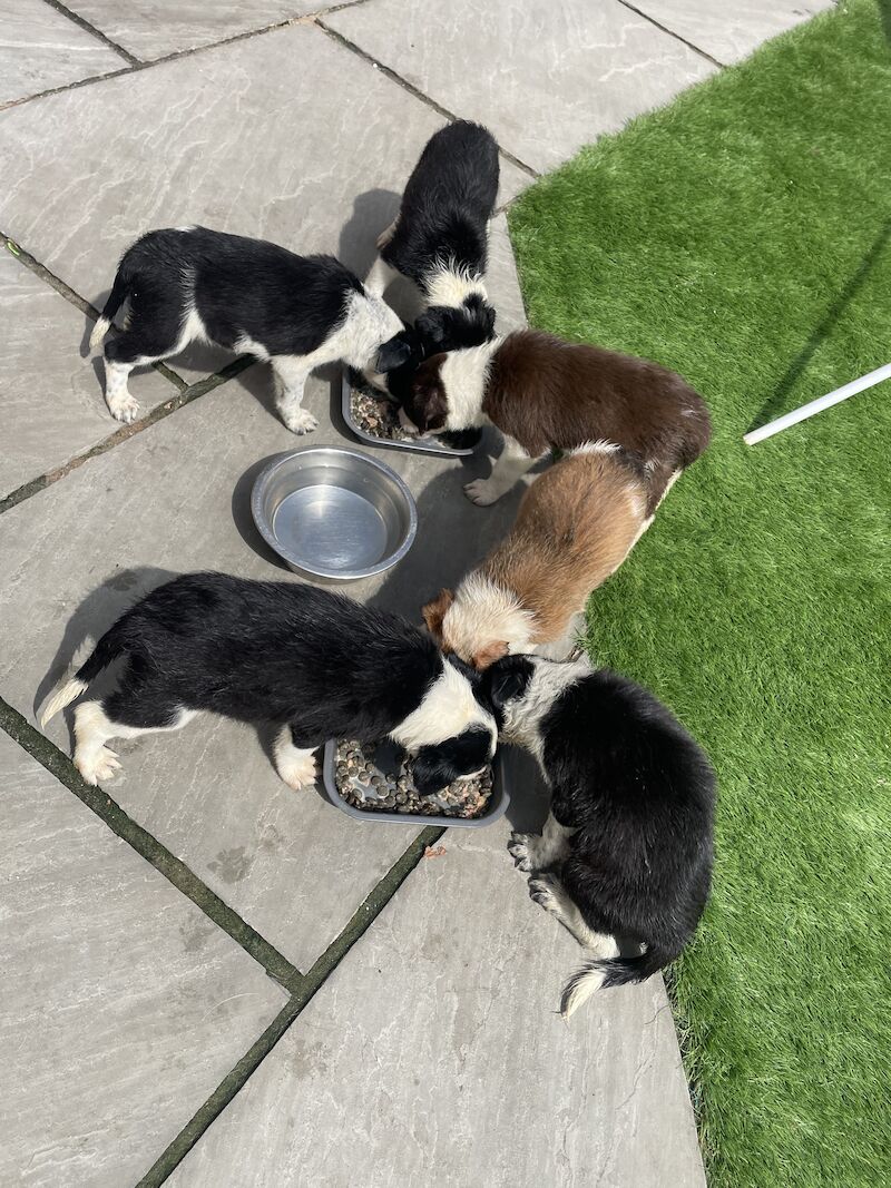Pedigree border collies for sale in Leigh, Greater Manchester - Image 3