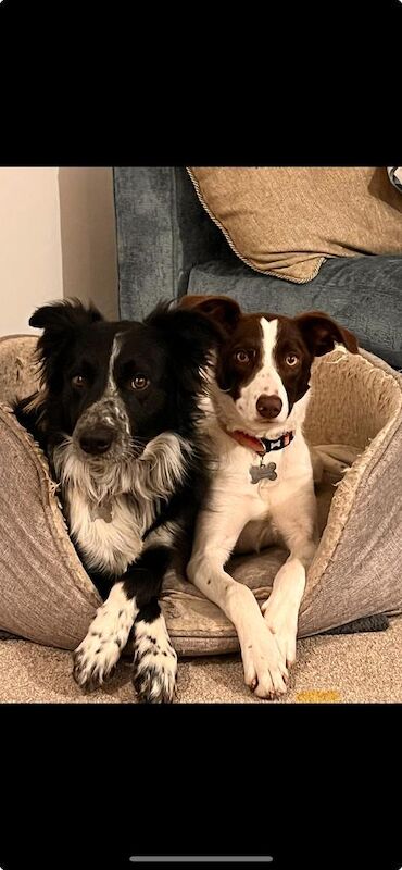 Pedigree border collies for sale in Leigh, Greater Manchester - Image 4