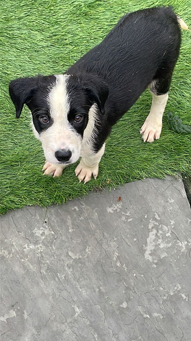 Pedigree border collies for sale in Leigh, Greater Manchester - Image 1