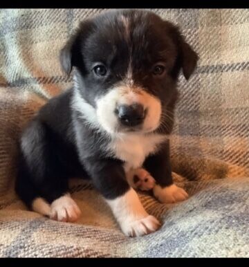 Pedigree Collie pups for sale in Worcester, Worcestershire