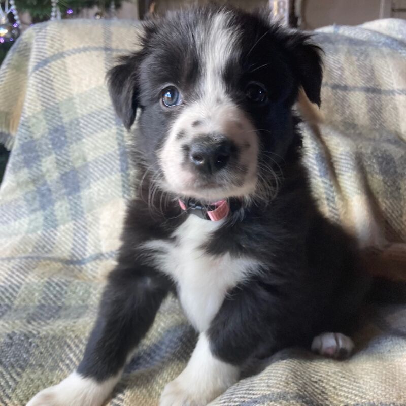 Pedigree Collie pups for sale in Worcester, Worcestershire - Image 2