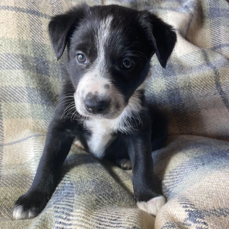 Pedigree Collie pups for sale in Worcester, Worcestershire - Image 3