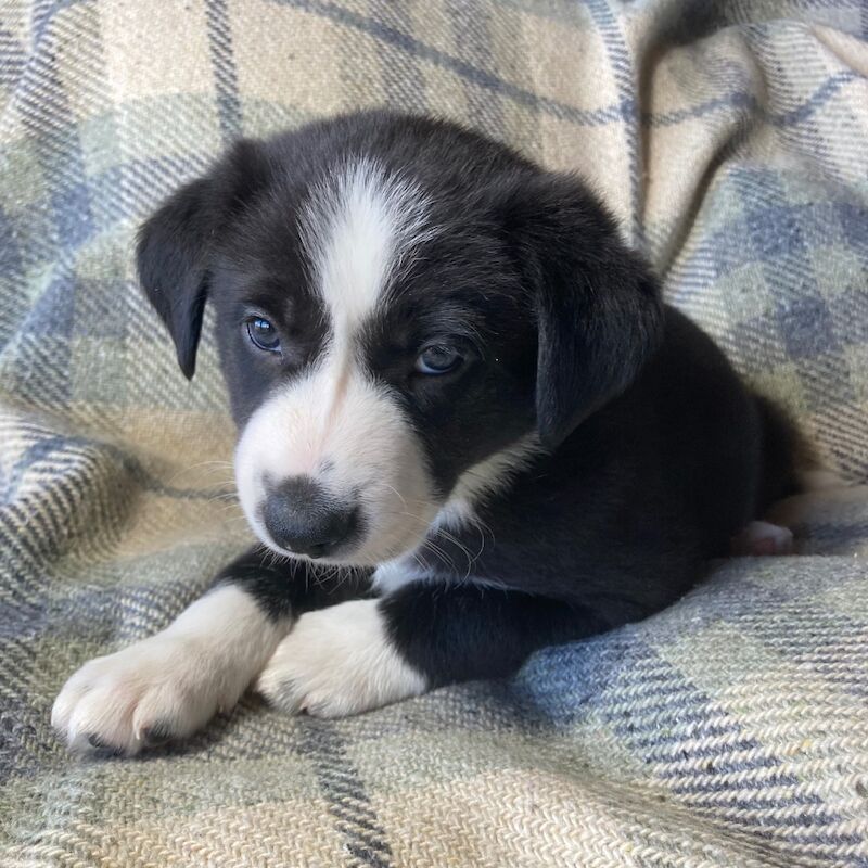 Pedigree Collie pups for sale in Worcester, Worcestershire - Image 4