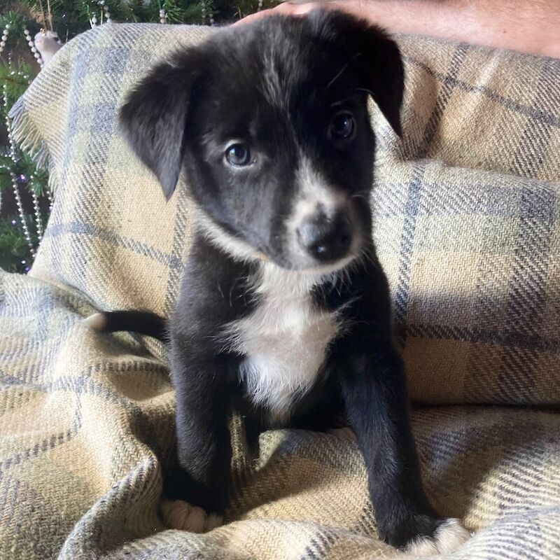 Pedigree Collie pups for sale in Worcester, Worcestershire - Image 5