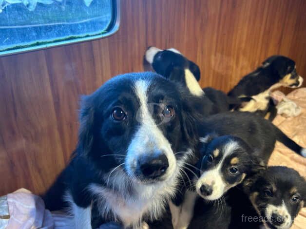 Playful Border Collie Pups for sale in Pontefract, West Yorkshire