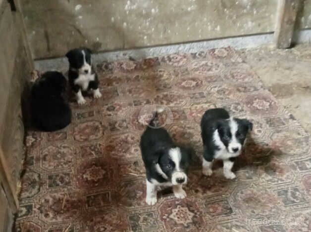 Puppies for Sale in Beaworthy, Devon - Image 1