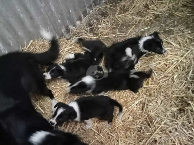 Puppies for Sale in Beaworthy, Devon - Image 2