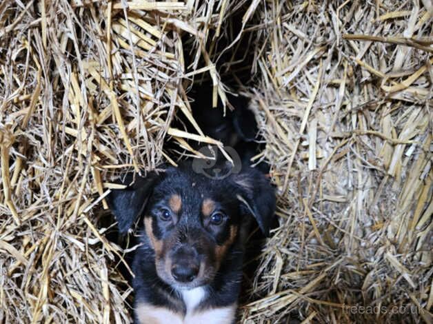 Puppies for sale in Brecon/Aberhonddu, Powys