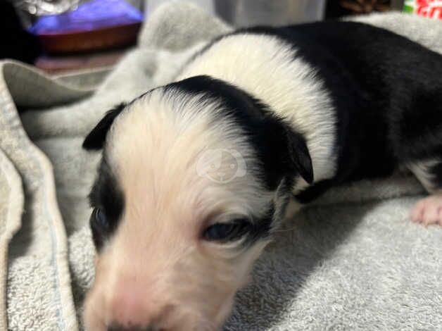 Puppies for sale in Glastonbury, Somerset - Image 1