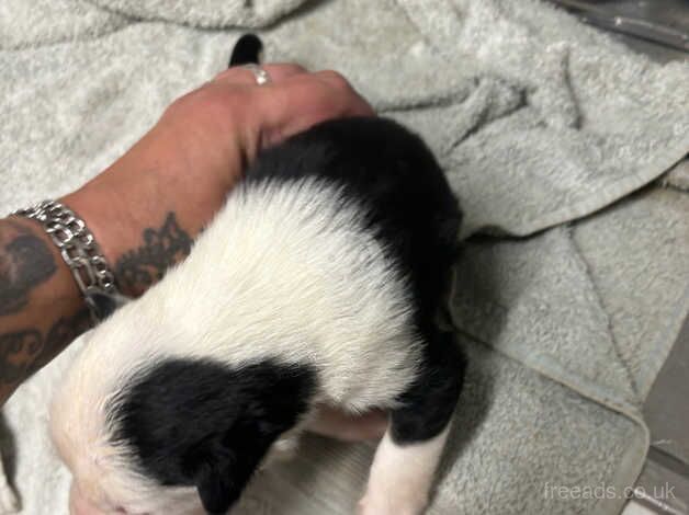 Puppies for sale in Glastonbury, Somerset - Image 3