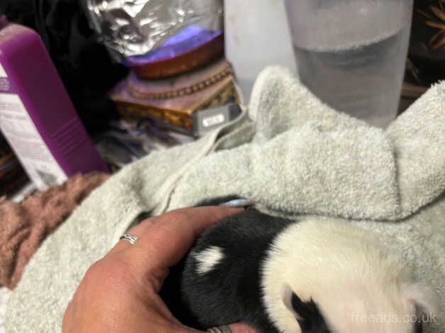 Puppies for sale in Glastonbury, Somerset - Image 4