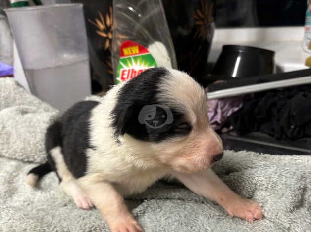 Puppies for sale in Glastonbury, Somerset - Image 5