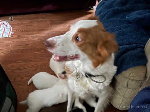 Puppies for sale in Stanley, County Durham