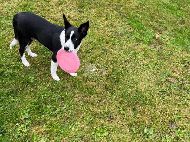 Puppy border collie for sale in Wirral