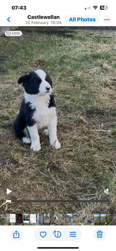 Pups for sale in Castlewellan, County Down