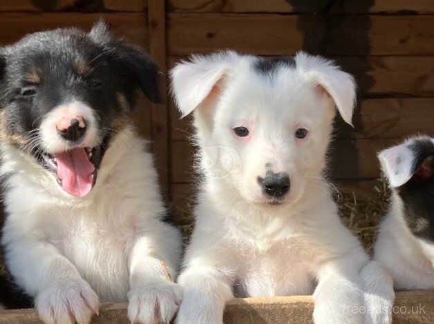 Pure adorable Border Collies ready now. for sale in Sleaford, Hampshire