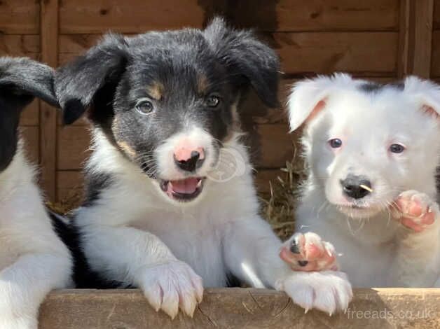 Pure adorable Border Collies ready now. for sale in Sleaford, Hampshire - Image 2