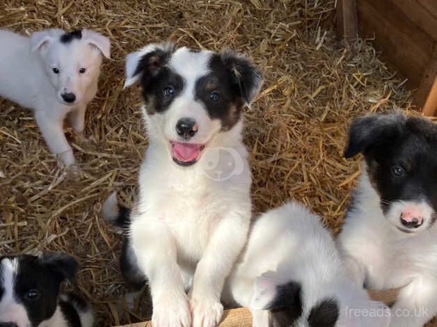 Pure adorable Border Collies ready now. for sale in Sleaford, Hampshire - Image 3