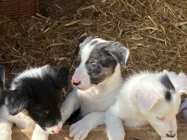 Pure adorable Border Collies ready now. for sale in Sleaford, Hampshire - Image 4