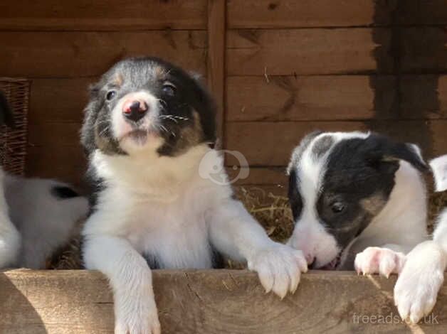 Pure adorable Border Collies ready now. for sale in Sleaford, Hampshire - Image 5