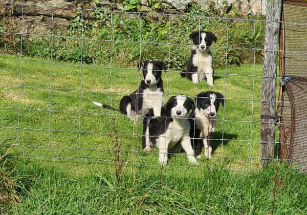 pure border collie for sale in Oswestry/Croeswallt, Shropshire