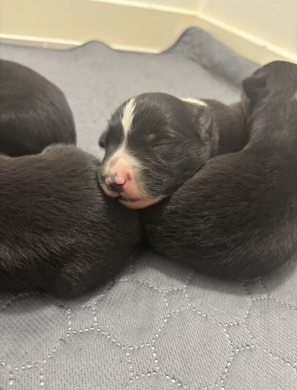 Black Border Collies