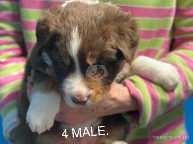 Pure border collie puppies for sale in Market Drayton, Shropshire