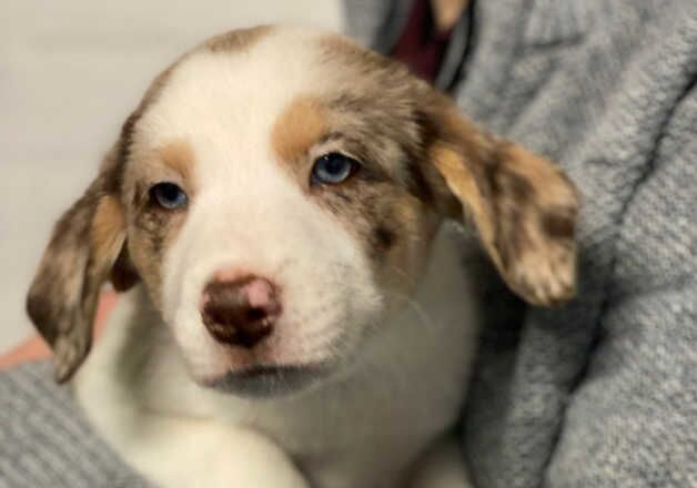 PURE BORDER COLLIE PUPPIES for sale in Market Drayton, Shropshire