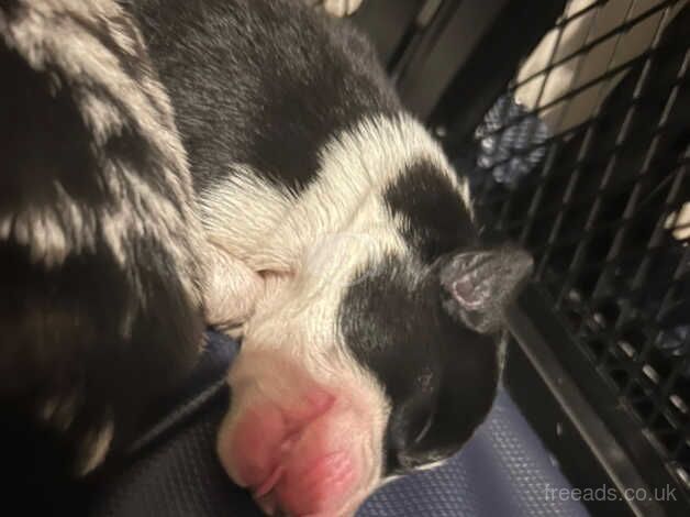 Pure bread Merle border collies for sale. for sale in Grantham, Lincolnshire