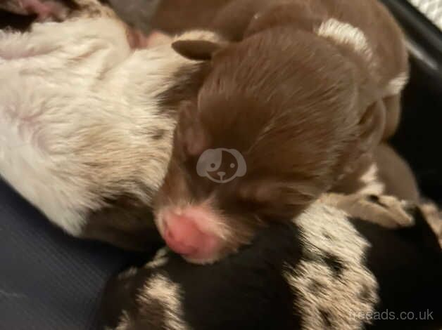 Pure bread Merle border collies for sale. for sale in Grantham, Lincolnshire - Image 3