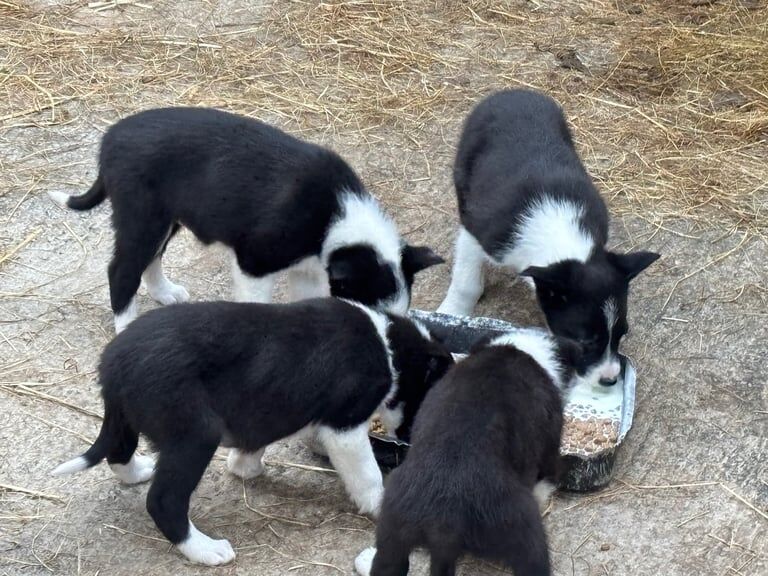 Pure bred Collie pups for sale in Ballymena, County Antrim - Image 1