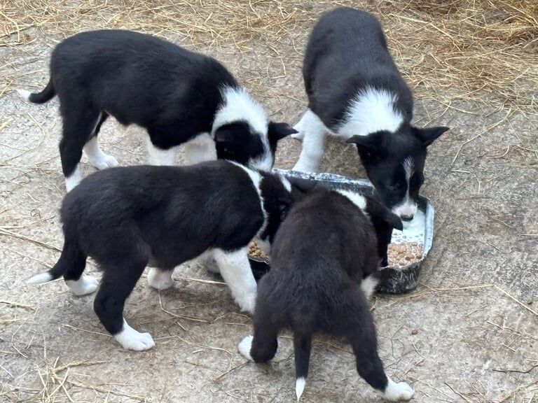 Pure bred Collie pups for sale in Ballymena, County Antrim - Image 2