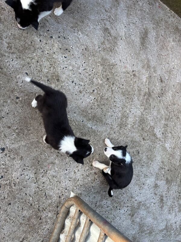 Pure bred Collie pups for sale in Ballymena, County Antrim - Image 3