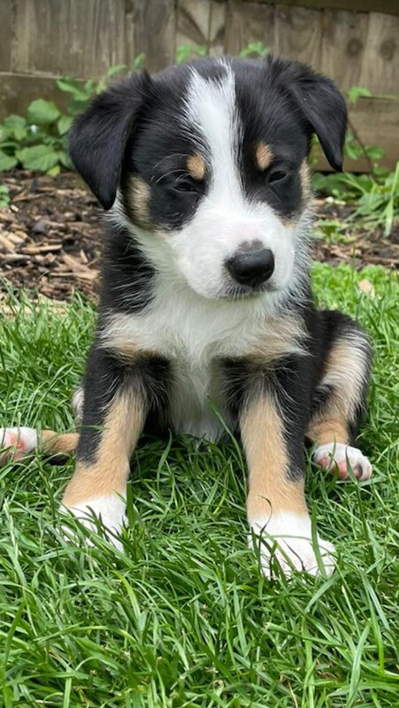 Pure Bred Tri colour Border Collie Puppies for sale in Kidlington, Oxfordshire - Image 2