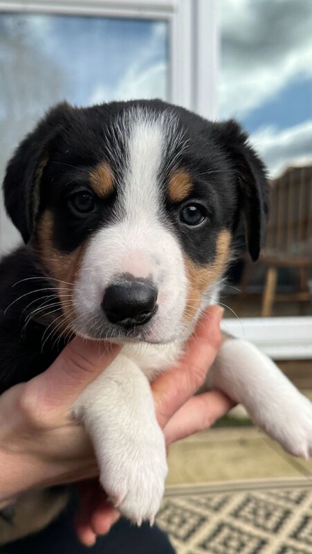 Pure Bred Tri colour Border Collie Puppies for sale in Kidlington, Oxfordshire - Image 3