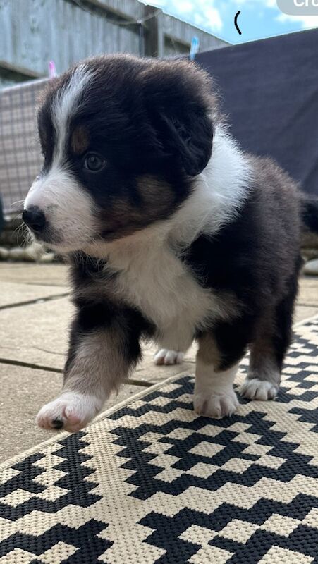 Pure Bred Tri colour Border Collie Puppies for sale in Kidlington, Oxfordshire - Image 5