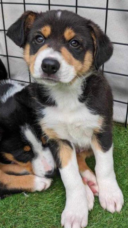 Pure Bred Tri colour Border Collie Puppies for sale in Kidlington, Oxfordshire