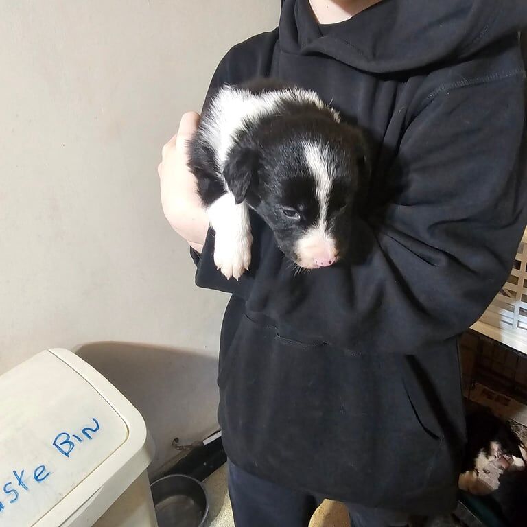 Purebred British Border Collies for sale in Hamilton, Lanarkshire - Image 3