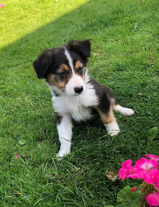 Quality border collie pups 🐶 for sale in Ripley, Derbyshire