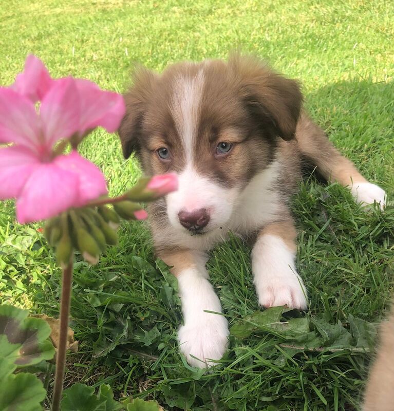 Quality border collie pups 🐶 for sale in Ripley, Derbyshire