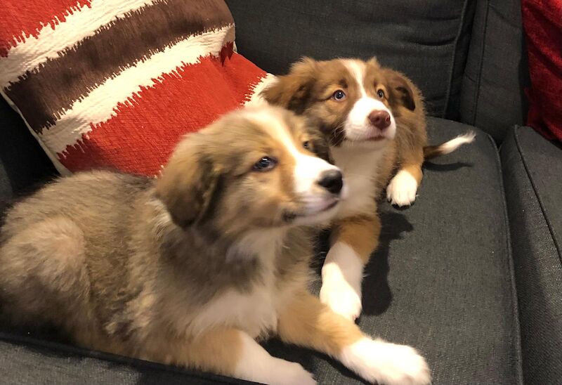 Quality border collie pups 🐶 for sale in Ripley, Derbyshire - Image 1