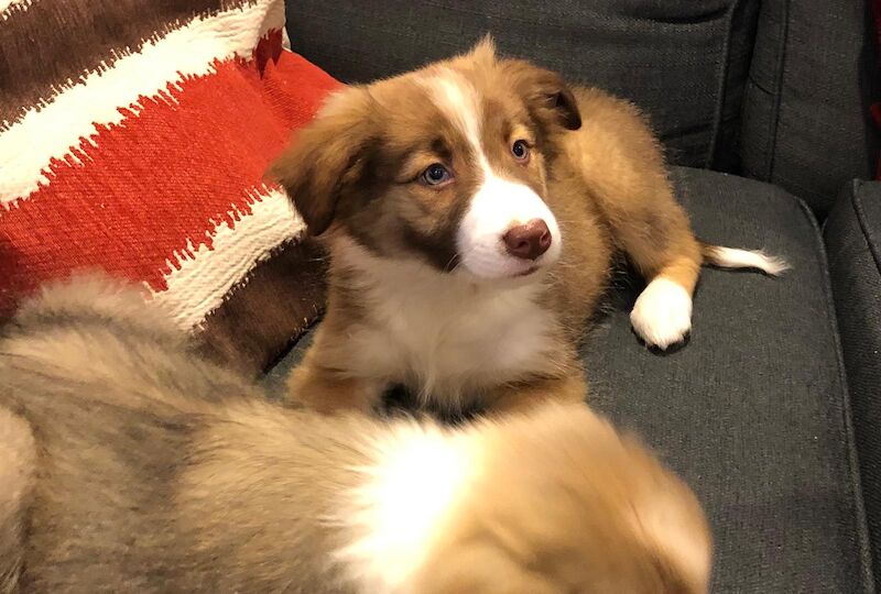 Quality border collie pups 🐶 for sale in Ripley, Derbyshire - Image 3