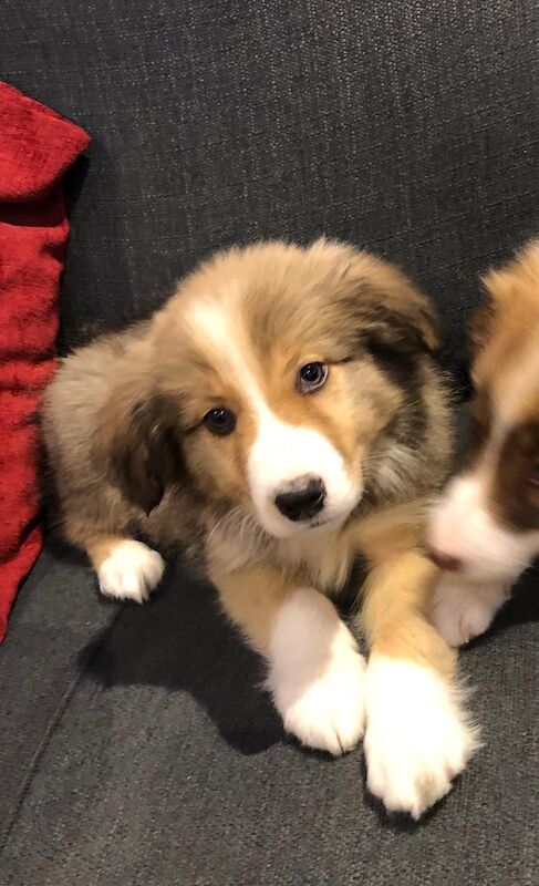 Quality border collie pups 🐶 for sale in Ripley, Derbyshire - Image 4