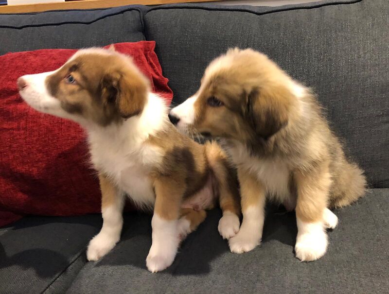 Quality border collie pups 🐶 for sale in Ripley, Derbyshire - Image 5